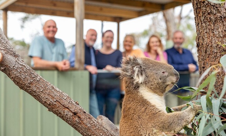 Image 8: Phillip Island Penguin Parade Day Tour from Melbourne