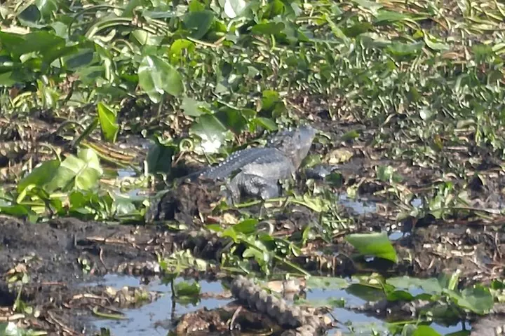 Tampa Bass Fishing Guide on Lake Tarpon