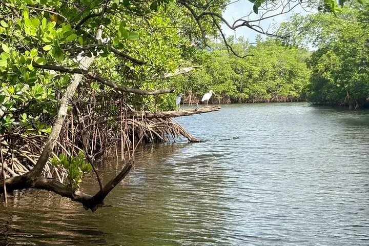 Fort Lauderdale: Kayak/SUP on Mangroves w/ Snacks & Drinks