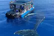 Eco-Raft Tour: Interactive Hawaiian Cultural Whale / Dolphin Tour - Second Medium