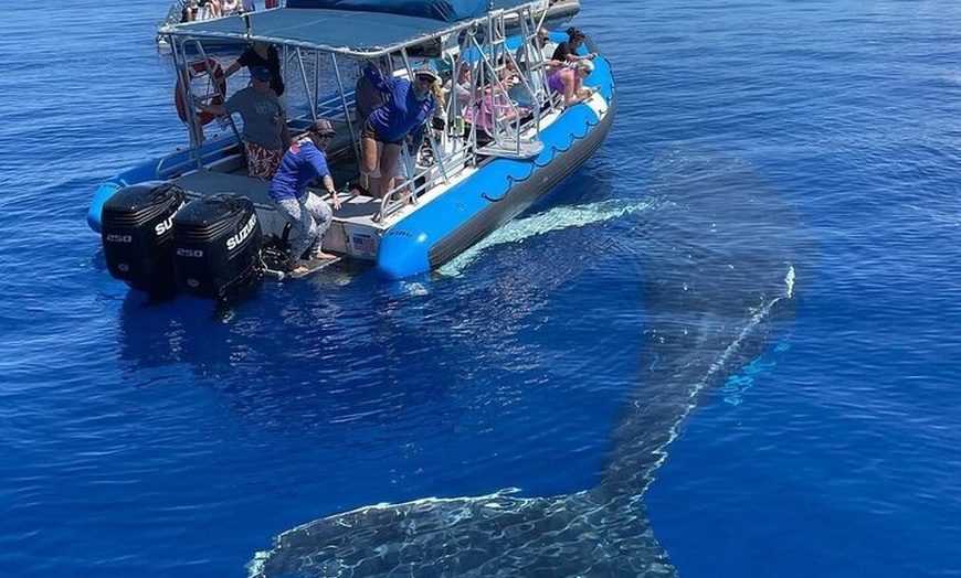 Image 2: Maui Eco-Raft Tour: Hawaiian Cultural Whale Tour (*New)