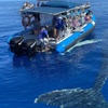Image 2: Maui Eco-Raft Tour: Hawaiian Cultural Whale Tour (*New)