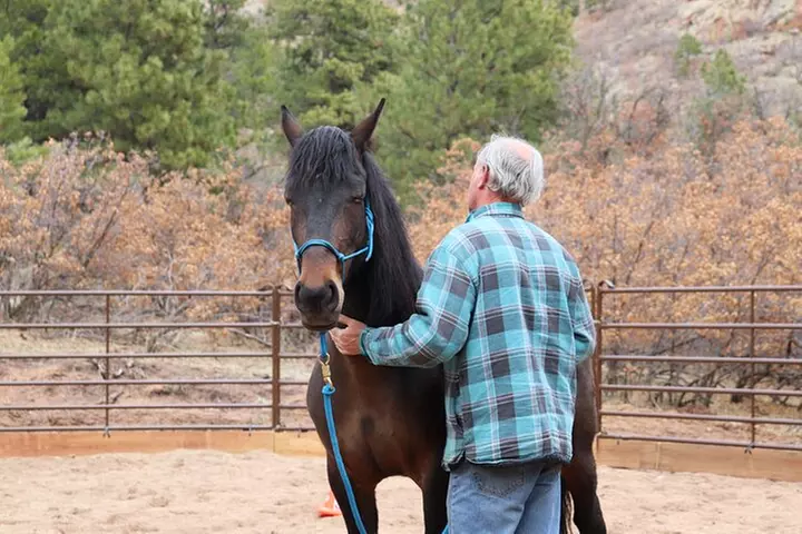 Wild Mustang Experience Near Colorado Springs