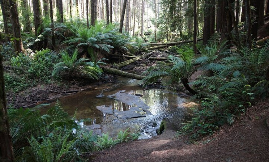 Image 16: Great Ocean Road & Beyond 4 day Adventure Melbourne to Adelaide