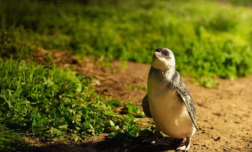 Image 4: Penguin Parade Express Private Tour Melbourne to Phillip Island