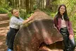 Seattle: Rainforest, Beach, and Olympic National Park Highlights - Second Medium