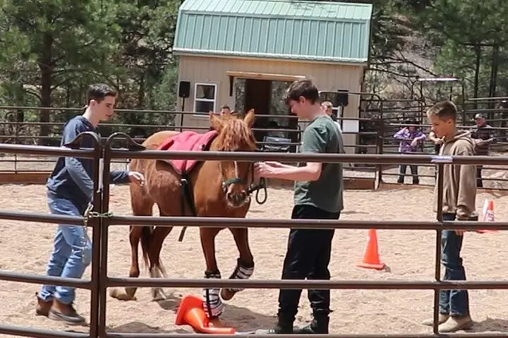 Wild Mustang Experience Near Colorado Springs