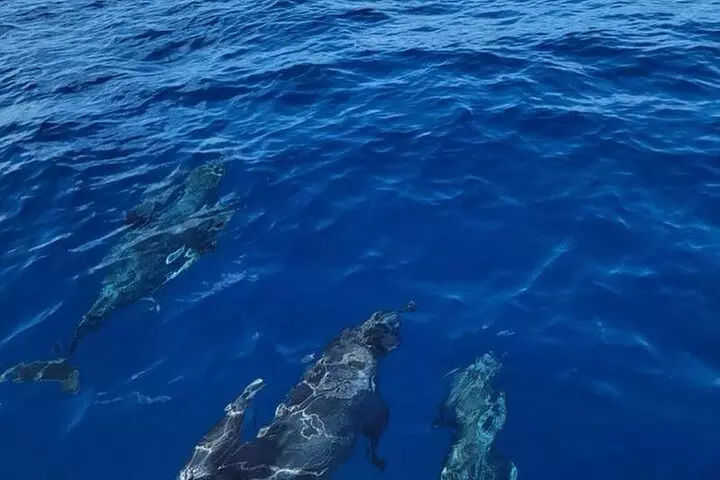 Private Dolphin Watch and Sunset Boat Tour Port Aransas Texas