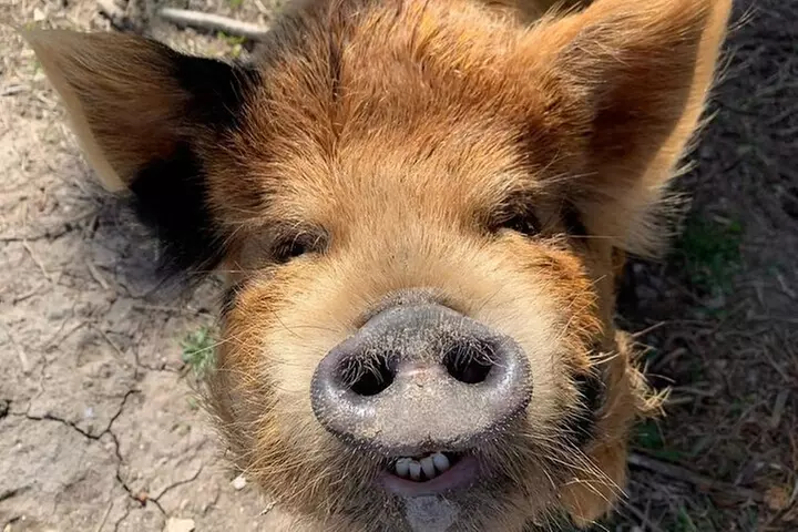 KuneKune Pig Farm Tour - Primary Image