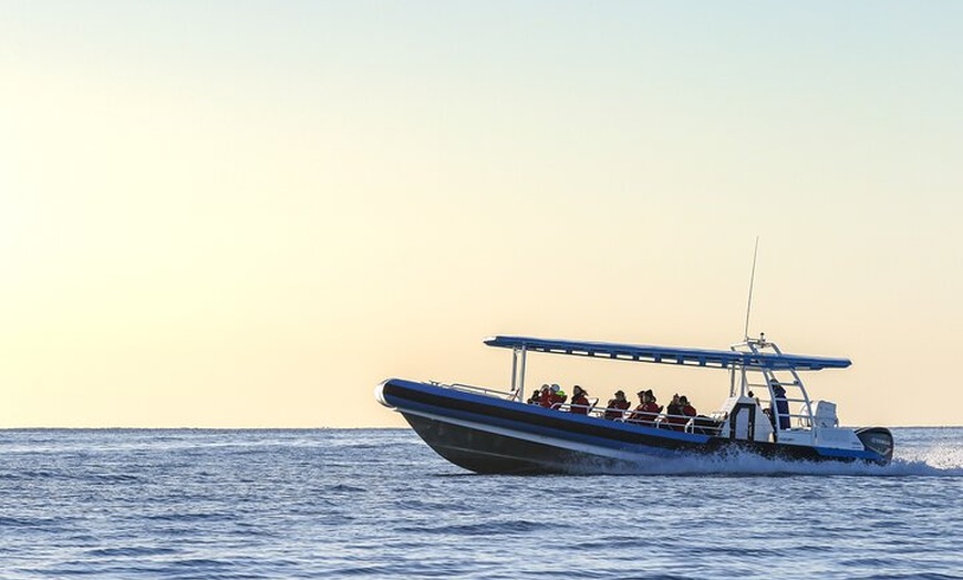 Image 8: Hunter Coastal Adventure Tour by Boat from Newcastle