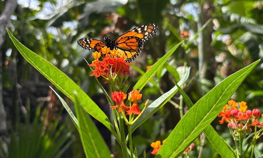 Image 8: Tour ecológico de cultivo de plátanos en La Palma