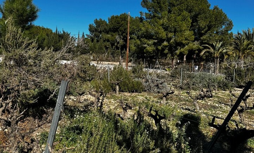 Image 10: Alicante; Recorrido Vinícola Bodega Cata Vinos, Comida y Traslado