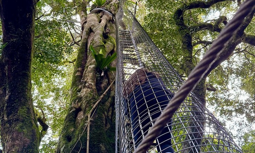 Image 9: Lamington & Tamborine Day Tour: O'Reilly's, Curtis Falls & Sunset