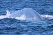 Open Boat Whale Watching - Second Medium