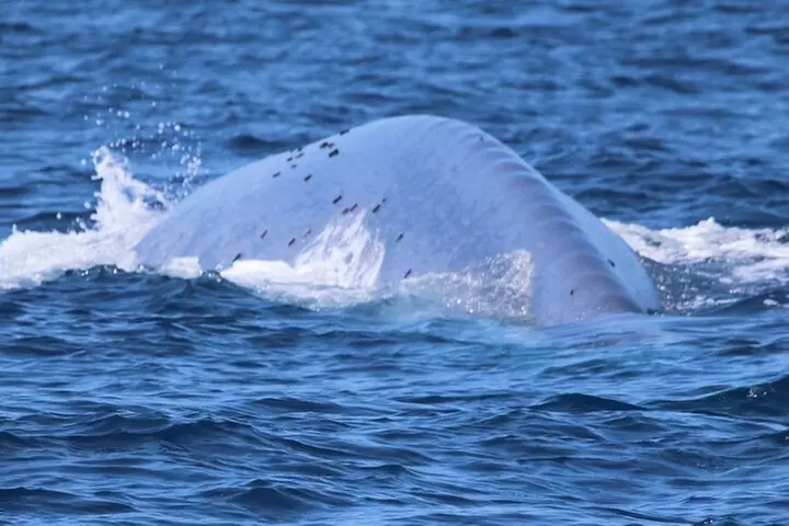 Open Boat Whale Watching