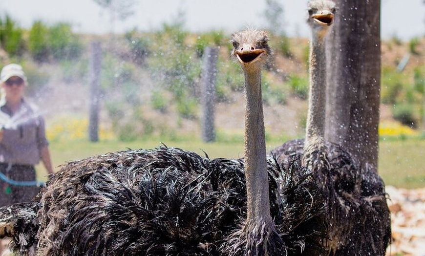 Image 4: PVT Guided Tour: Sydney Opera House and Featherdale Wildlife Park