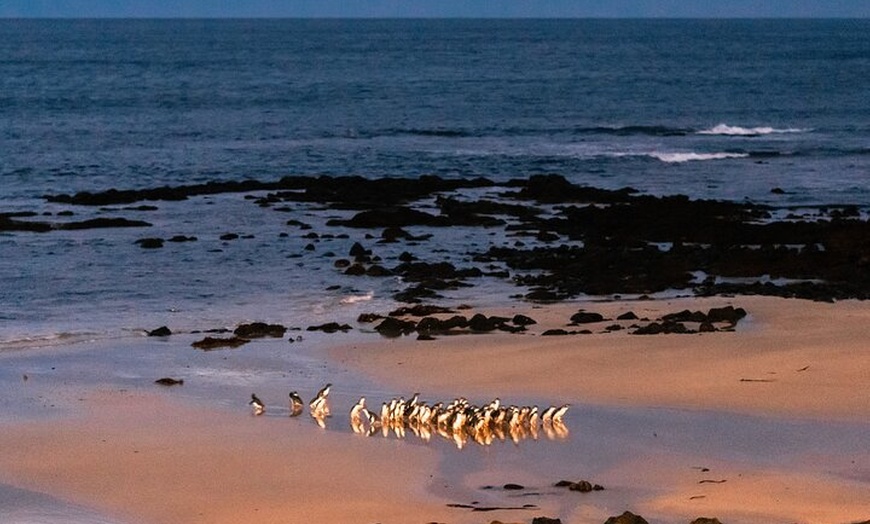 Image 2: Phillip Island Penguin Parade Day Tour from Melbourne