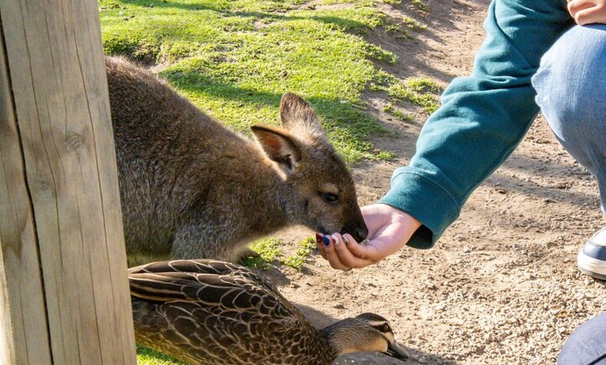 Image 7: Full-Day Phillip Island Tour with Kangaroo, Koala and Penguin Parade