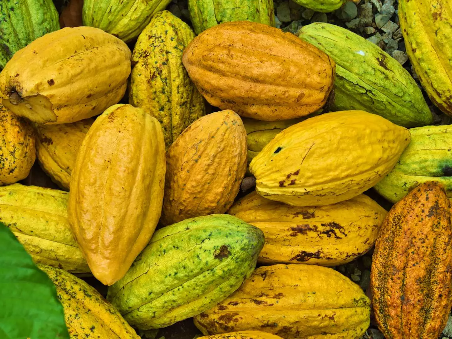 ✈ DOMINIKANISCHE REPUBLIK | Punta Cana - Das Wichtigste über die Do...