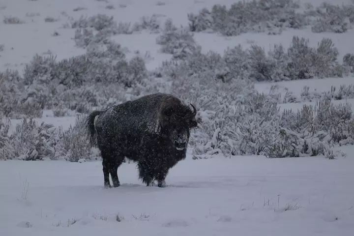 Yellowstone PRIVATE Winter SAFARI and Wolf Watching
