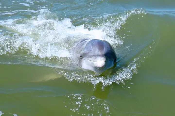Private Hilton Head Dolphin Tour