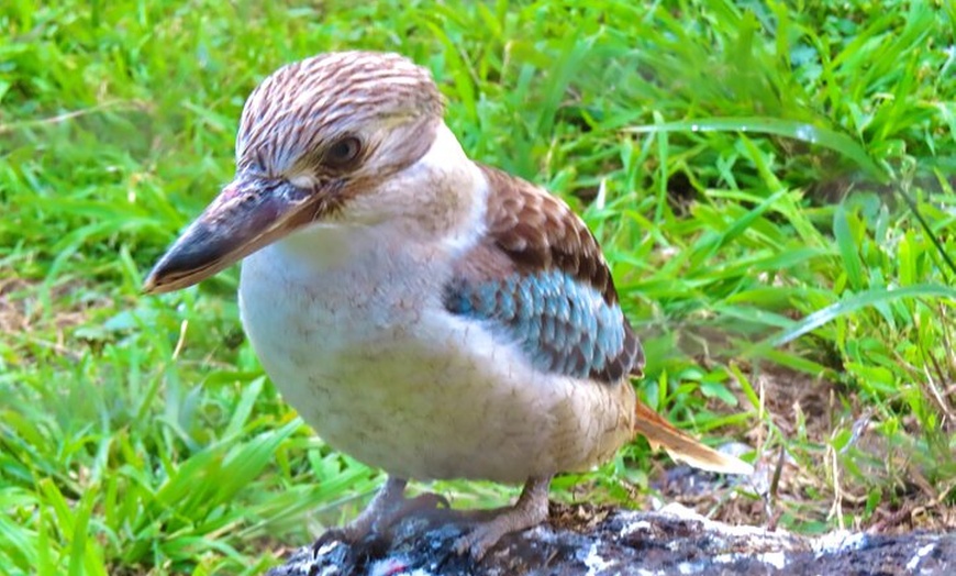 Image 14: Phillip Island Penguin Parade and Wildlife Tour from Melbourne