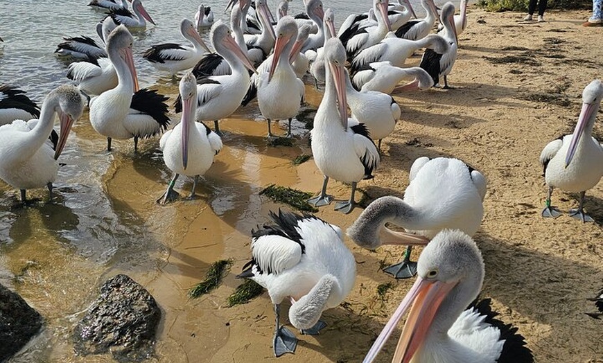 Image 1: Phillip Island Wildlife Tour from Melbourne w/Hop-On Hop-Off Bus