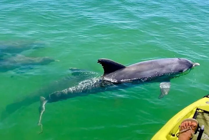 Relax & Explore Pedal Kayak Tour Marco Island and Naples, fl