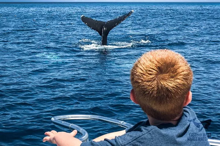 Supreme 2hr Whale/Dolphin Watching Newport Beach, 6 person max