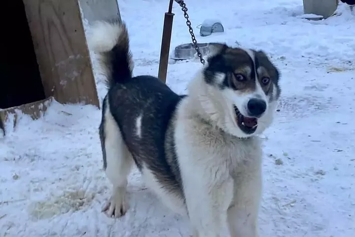 Sluice Box Kennel Alaskan Homestead & Husky Life Experience