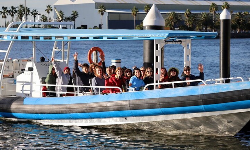 Image 6: Humpback Whale Encounter Tour from Newcastle