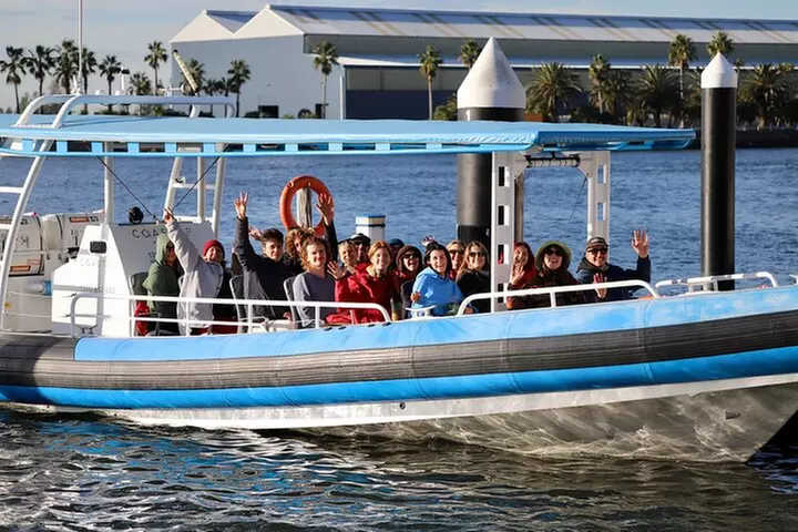 Humpback Whale Encounter Tour from Newcastle