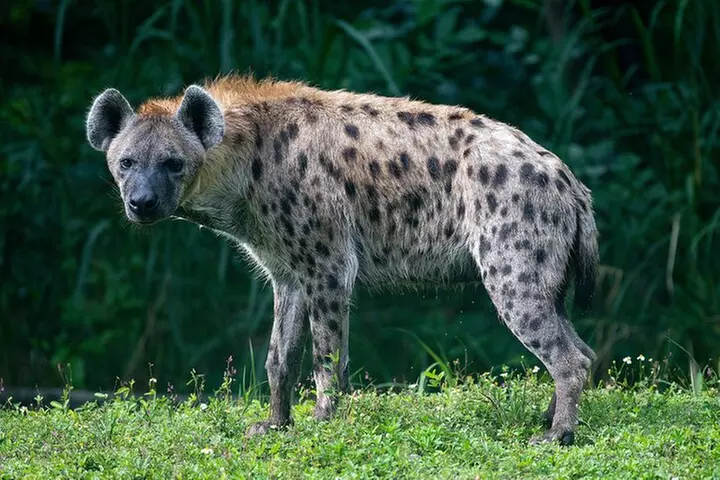 Zoo Miami Ticket with Optional Upgrade