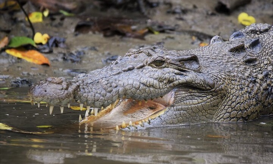 Image 3: Ultimate Daintree Rainforest Wildlife Experience Cruise