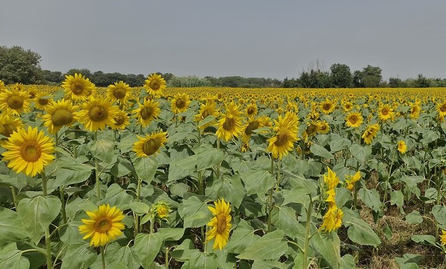 Image 15: Tour privado por la Costa Brava y la Ciudad Medieval desde Barcelona
