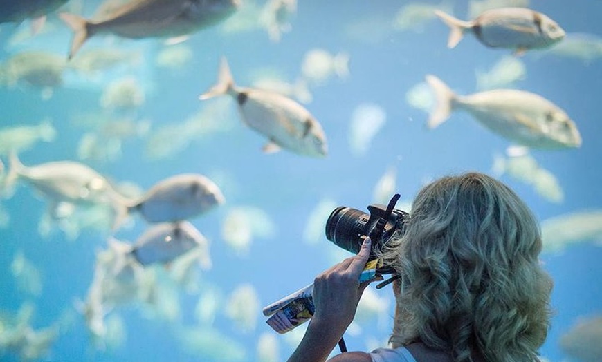 Image 5: Acuario de Palma con autobús de vuelta desde Port Alcudia