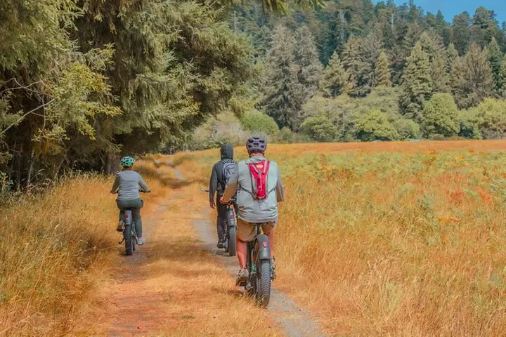 4 Hour Redwood National and State Park E Bike Adventure