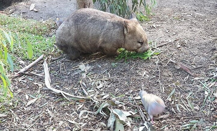 Image 23: Private Puffing Billy Steam Train and Healesville Sanctuary Tours
