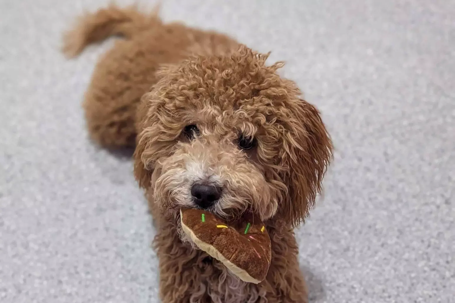 $32.50 For One Day Standard Boarding Suite (Reg. $65)