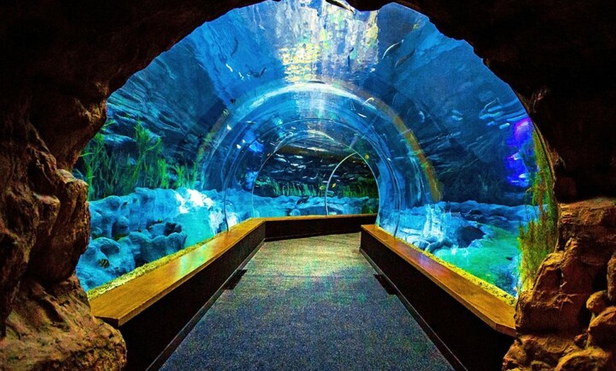 Image 6: Acuario Poema del Mar y Bus TUI Paquete