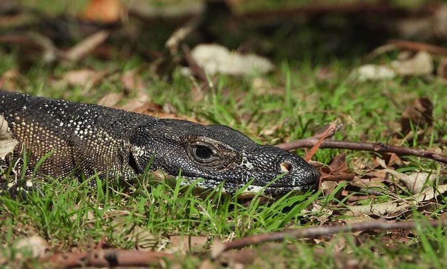 Image 3: Sydney Guided Wildlife Walk Explore Birds and Nature