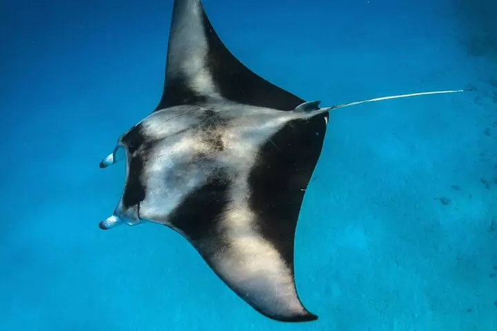 Turtle Town Snorkel & Octopus Guided tour With Photo and Video