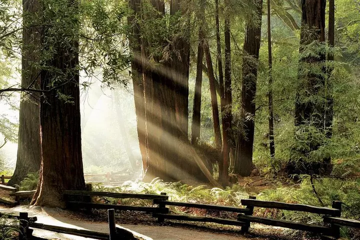 Muir Woods & Napa-8hr-Private Scenic Wine Tour From San Francisco - Primary Image