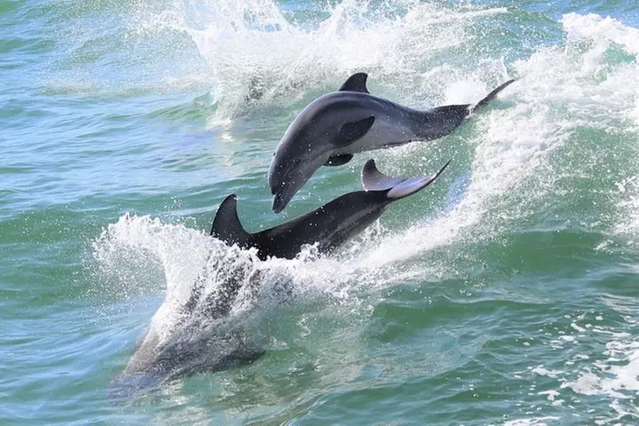 Little Toot Dolphin Adventure at Clearwater Beach