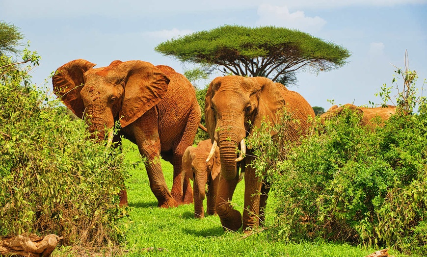 Image 3: ✈ KENYA | Mombasa - Entre safari et détente balnéaire au Kenya 4* -...