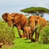 Image 3: ✈ KENYA | Mombasa - Safari and beach relaxation in Kenya 4* - Tour