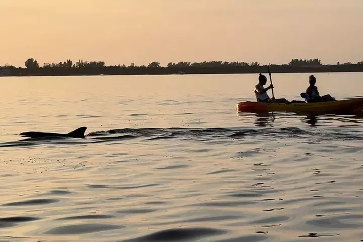Sunset Kayaking with Dolphins