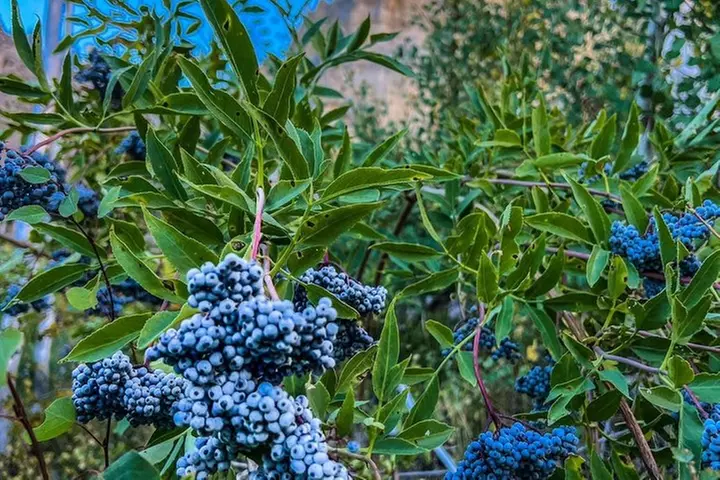 Mount Charleston Tour from Las Vegas