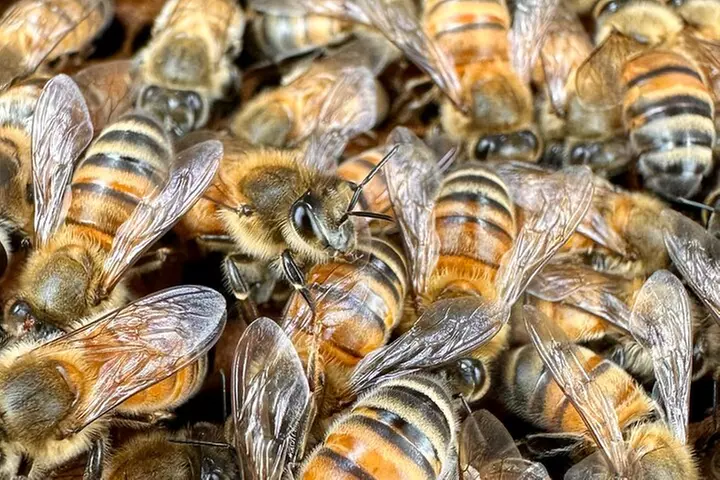 Honey Bee Adventure at the Maui Honey Bee Sanctuary