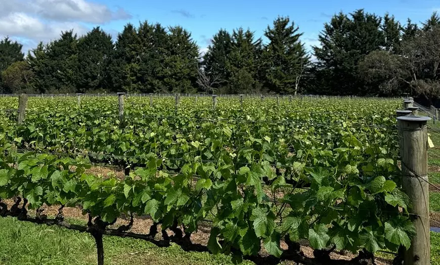 Image 7: Melbourne: Private Mornington Peninsula & Winery Tours.